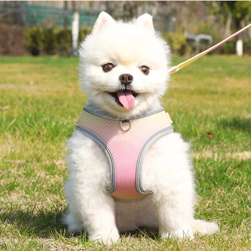 Reflektirajući pojas za kućne ljubimce, remen za pse, uzica, gradijent boje, podesivi pojas, prsluk, ogrlice za male srednje pse, oprema za boravak na otvorenom