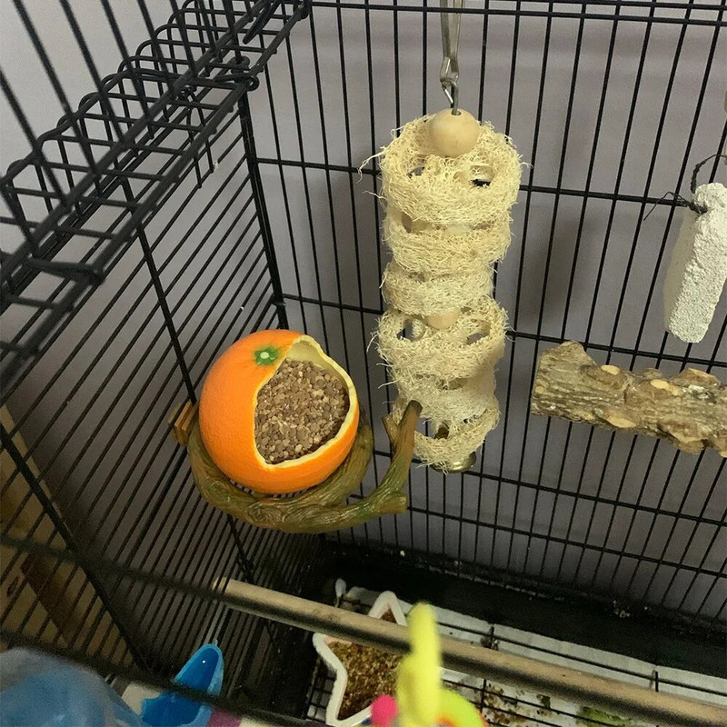 1 DB Papagáj etetőtál bilincstartóval Kreatív Gyümölcsforma Kisállat madarak Étel edény Papagájok Ketrec Kiegészítők Itató etető