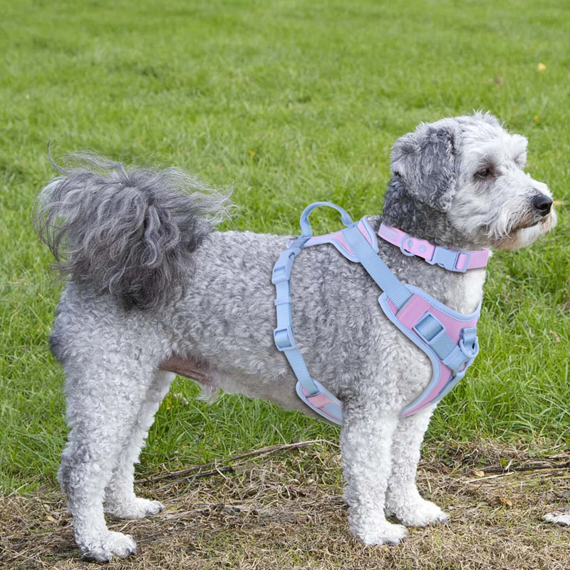 Culori de îmbinare pentru ham pentru câini mijlocii, fără tragere pentru câini de talie mică, curea de lux reglabilă pentru piept, pachet de ham pentru câini