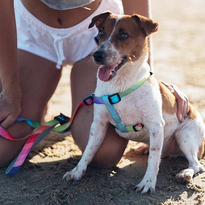Pavadėlio diržų antkaklis automobilio saugos diržo dviguba rankena mažiems vidutinio dydžio šunims, patraukli vaivorykštės spalva, aukštos kokybės patvari medžiaga