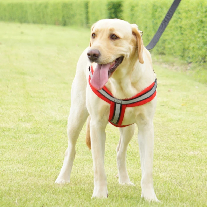 Kutya hám mellény póráz Fényvisszaverő, légáteresztő hálós kisállattermékek Állítható éjszakai sétáló póráz kutyanyakörv közepes méretű kutyák számára