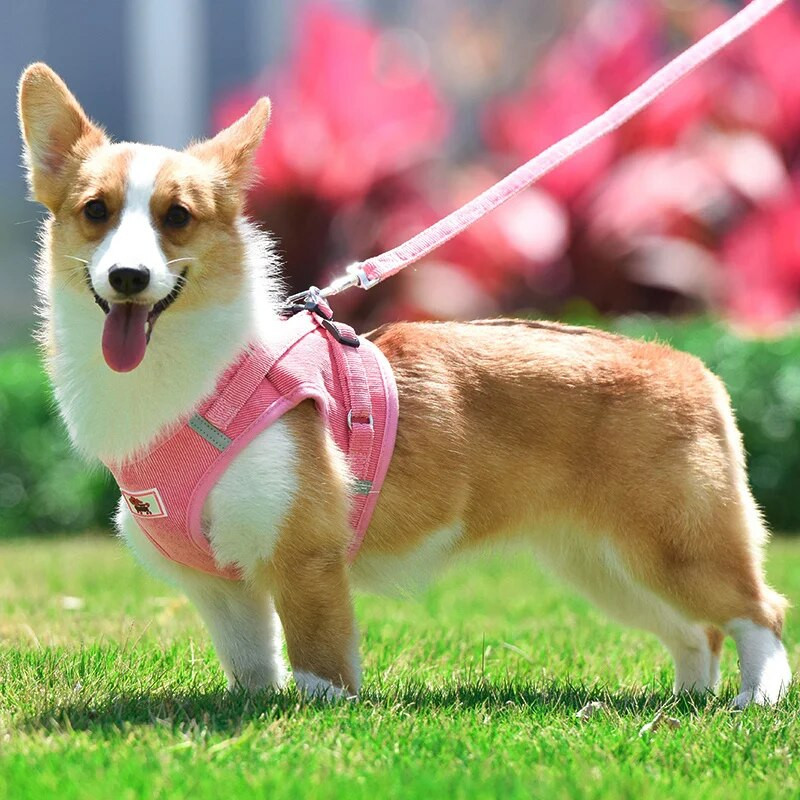 Nyári kisállatkutya mellény hám és póráz készletek Fényvisszaverő hálós hámok kis kutyák számára Pomerániai corgi Yorkshire Puppy Arnes perro