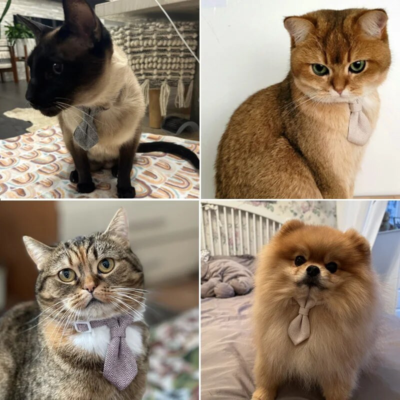 Χαριτωμένο περιλαίμιο γάτας με παπιγιόν αποσχισμένο κολιέ γρήγορης αποδέσμευσης Αξεσουάρ κατοικίδιων ζώων Ρυθμιζόμενα κολάρα με πόρπη ασφαλείας για γάτες κουτάβι