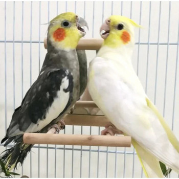 Parrot Bird Ξύλινη κούνια Πέρκα Βάση Παιχνιδιού για κατοικίδια Κρεμαστό Πλατφόρμα Ράφι Playstand Budgie Parakeet Perches Board for Birds Cage