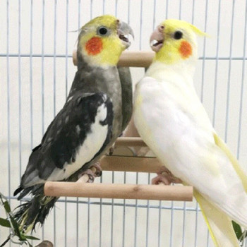 Parrot Toy Mirror Bird Cage Stand Ξύλινη βάση για πουλί Perch Cage Κρεμαστό παιχνίδι Budgie Parakeet Cockatiels Budgie