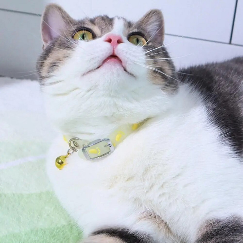 Šviečiantys kačių karoliai žėrintys maži šunys kačių antkakliai nuo praradimo fluorescencinis silikoninis kačių varpelio antkaklis kačių kačių priedai