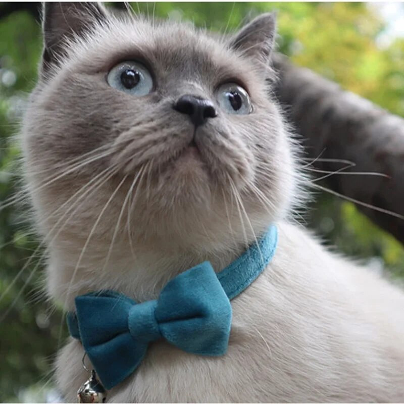 Кадифена котешка папийонка Едноцветен котешки нашийник Нашийник за малко куче Регулируема предпазна катарама