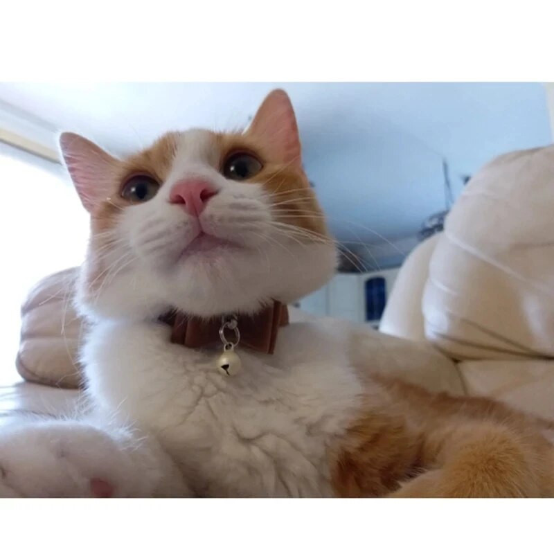 Безопасна еластична папионка за котешка яка с камбанка Малко куче Котешка яка