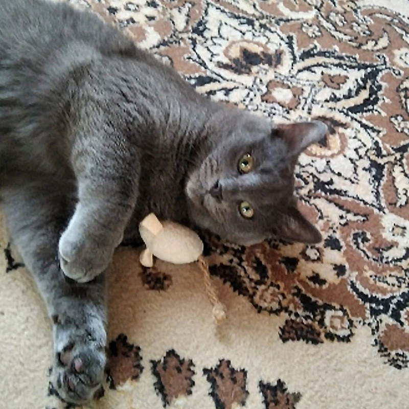 3db/tétel Mix kisállat játék Macskagyökér egerek Macskajátékok Szórakoztató plüss egér macskajáték cica plüss egér számára