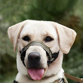 Kiiresti vabastatav koera koon Reguleeritav helkur Koera koonu jalutusrihm Mugav päitsed õues jalutamiseks pehme nina jalutusrihma lemmikloomaga