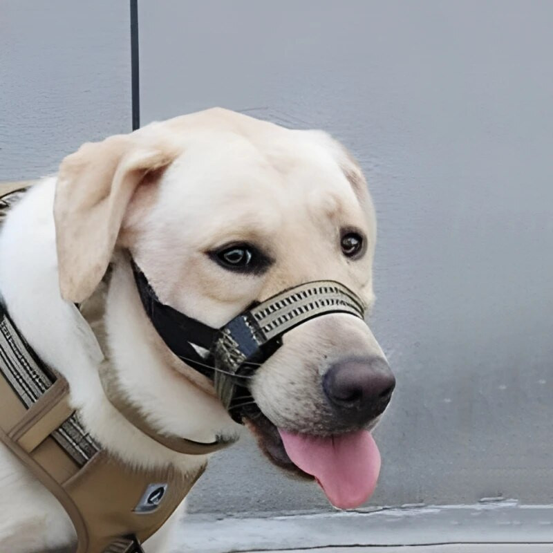 Kiiresti vabastatav koera koon Reguleeritav helkur Koera koonu jalutusrihm Mugav päitsed õues jalutamiseks pehme nina jalutusrihma lemmikloomaga