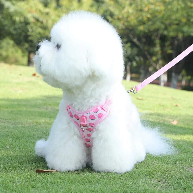 Kutya hám és póráz szett Mellény stílusú kis kutyahám Légáteresztő és állítható hám macskáknak és kölyköknek szabadtéri utazáshoz