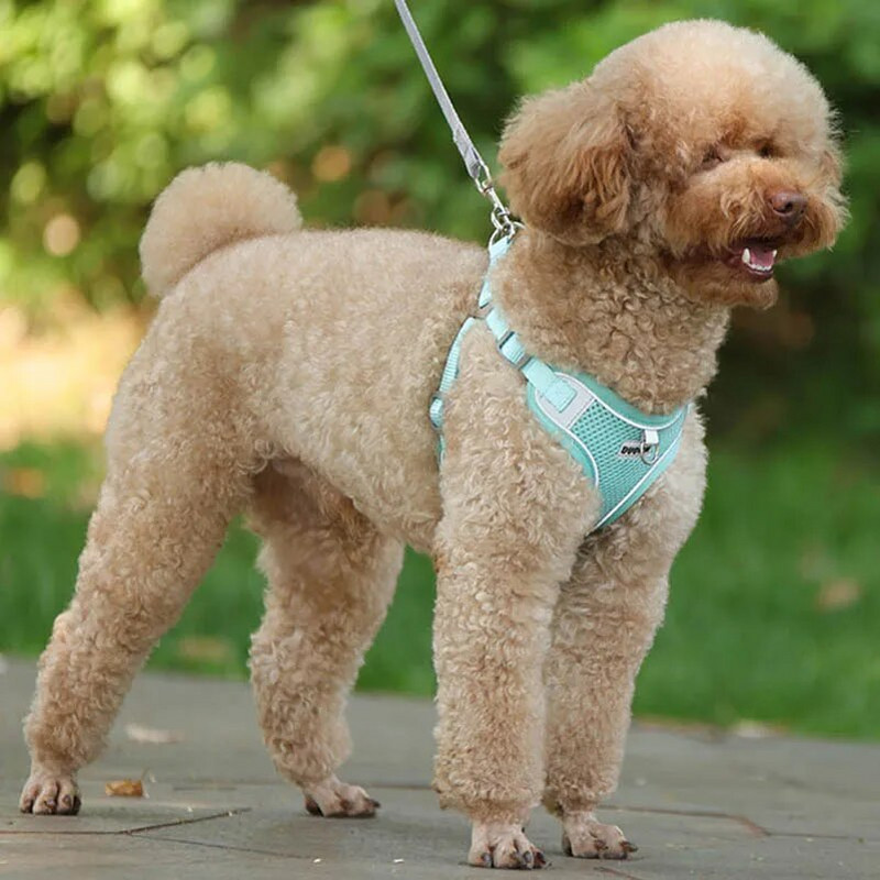 Kutyahám ruhamellény kis közepes méretű kutyák számára Hám póráz készlet kölyök mellkaspánt Chihuahua bulldog sétálópántok kisállatkellékek