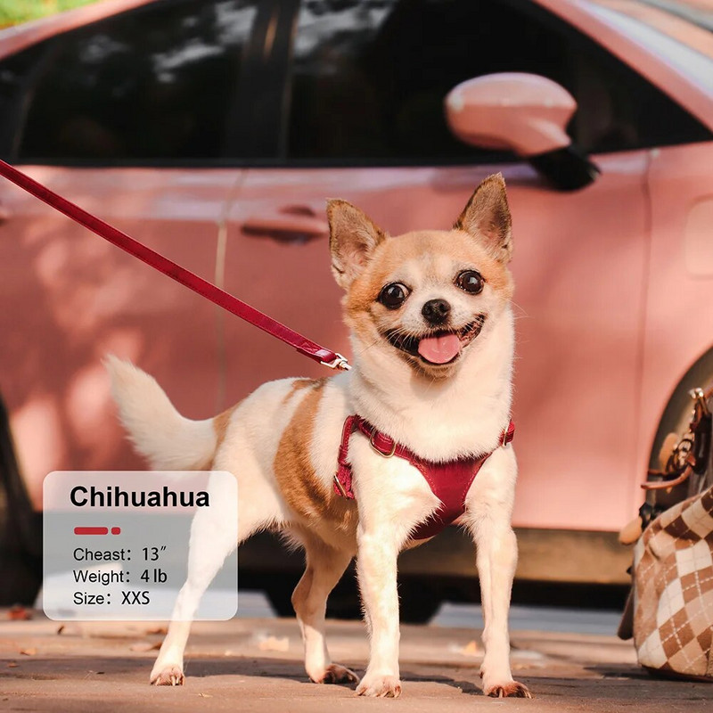 Puha bőr kutyahám póráz készlet kis közepes kutyák macskák hám mellény chihuahua francia bulldog szabadtéri sétáló edzéshez