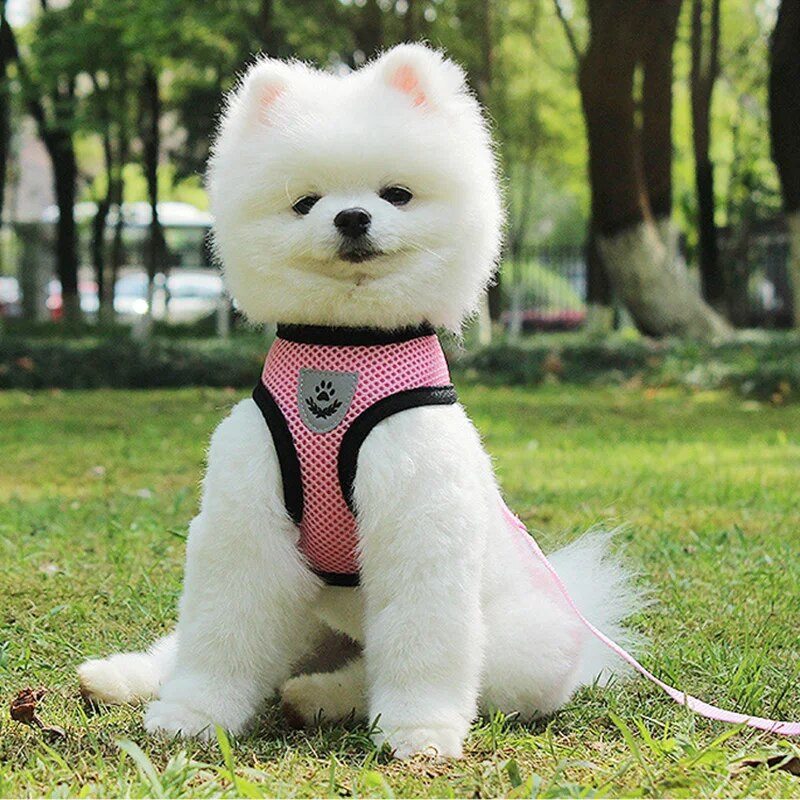 Kutya hám és póráz szett Hálós kisállat kutyatartozékok kölyökkutya kutyák macska hám mellény, kisállat kellékek chihuahua yorkshire terrier pitbull