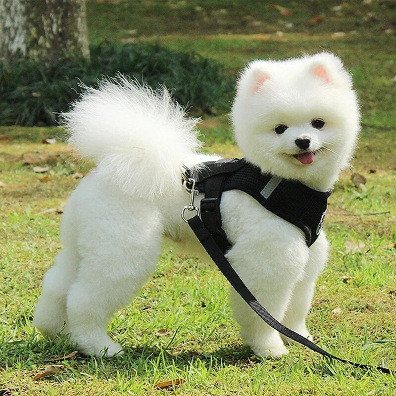 Kutya hám és póráz szett Hálós kisállat kutyatartozékok kölyökkutya kutyák macska hám mellény, kisállat kellékek chihuahua yorkshire terrier pitbull