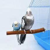 Φυσικό ξύλο πουλί Πέρκα Βάση λείανσης Scratcher Branch for Parrots Parakeets N84C
