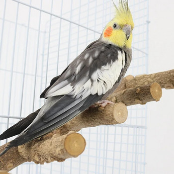 31 εκ. Φυσικό ξύλο παπαγάλος πέρκας πουλί Βάση ποδιού λείανσης πιρούνι παπαγάλος αναρρίχησης όρθιος κλάδος σκάλα παιχνίδια παιχνίδια κλουβί προμήθειες
