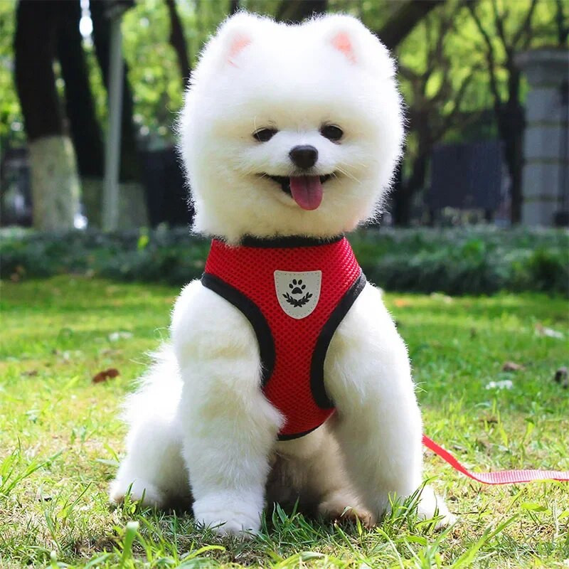 Kucēnu drēbju veste maziem un vidējiem suņiem atstarojoša zirglieta pavadas komplekts mājdzīvnieku apkakles loks-mezgls Tīkla veste Čivavas mopšu suņiem piederumi