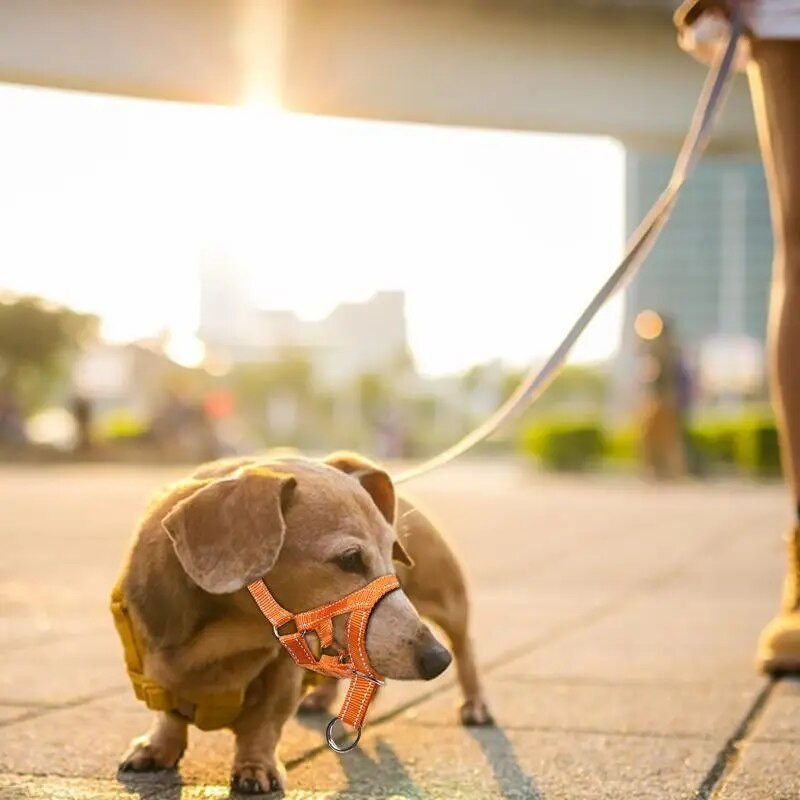 Galvas pavadas suņiem Polsterētas suņu galvas iejūgas siksnas suņiem suņiem, kas paredzētas apmācībai siksnas suņa galvas apkakles vidējam izmēram