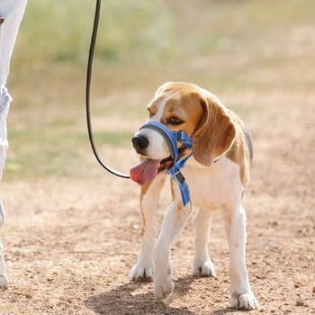 Σχοινί σκύλου για το στόμα σκύλου κάλυμμα στόματος σκύλου δαχτυλίδι μύτης εκπαίδευσης σκύλου κατά των ταραχών, τραβήξτε λουρί σκύλου για περπάτημα προμήθειες για σκύλους