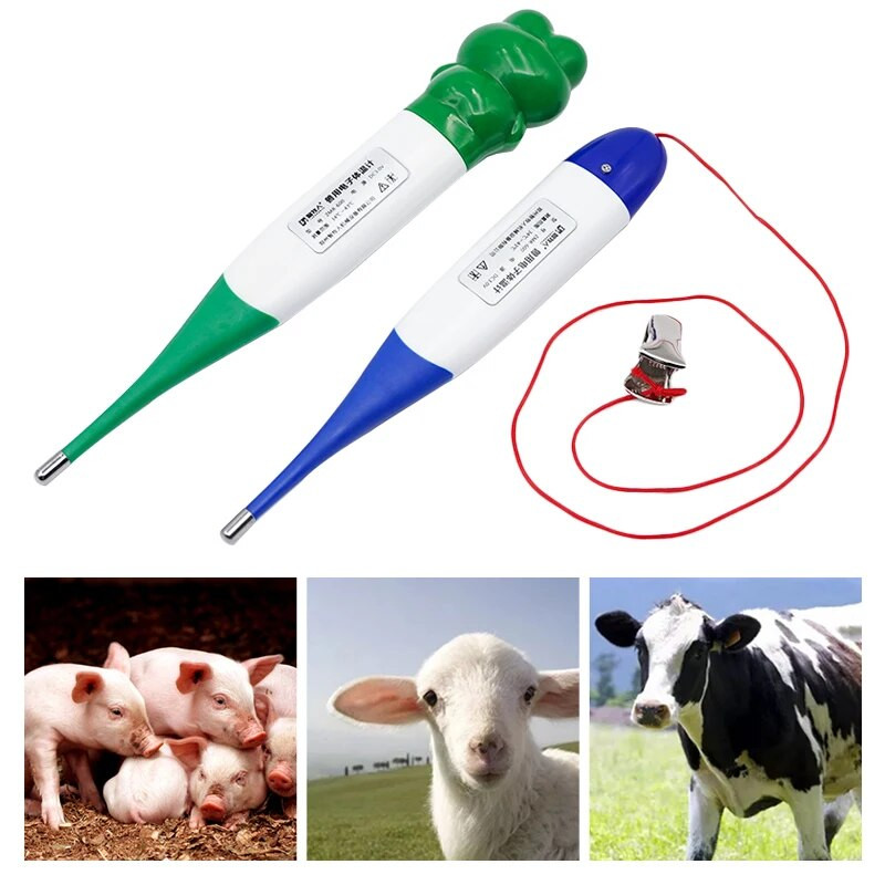 Pet Digital Led Termometras Neperšlampamas Animaciniai filmukai Mieli veterinarijos įrankiai šunims Katės Paršeliai Termometrai Naminiai gyvūnai Produktai