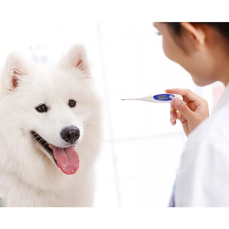 Mielas naminių gyvūnėlių skaitmeninis led termometras vandeniui atsparus animacinis filmukas Veterinarinis kūno termometras šunims arkliams katėms kiaulėms avims