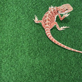 Atkārtoti lietojams mājdzīvnieku terārija oderējums, zālei līdzīgs pieskāriens, izturīgs, spēcīgs ūdens absorbcijas paklājs, kas paredzēts terārija pakaišu substrāta oderējumam