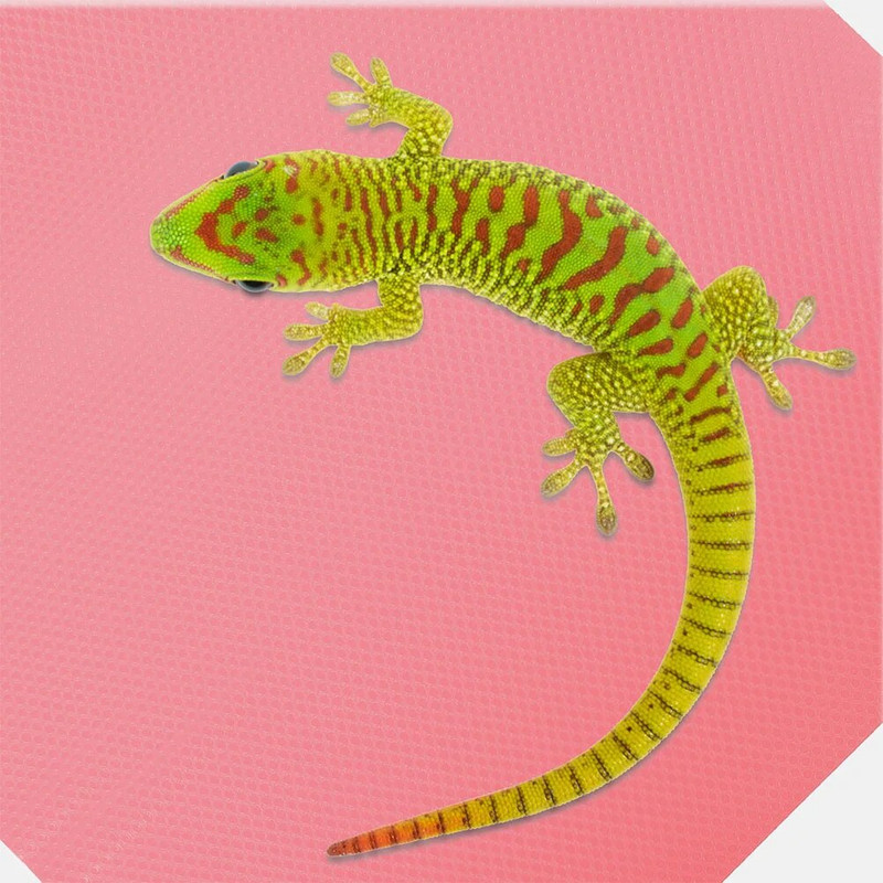 Κλινοσκεπάσματα Terrarium για ερπετά που σέρνονται με κουβέρτα Χαλιά Γενειοφόρος Δράκος