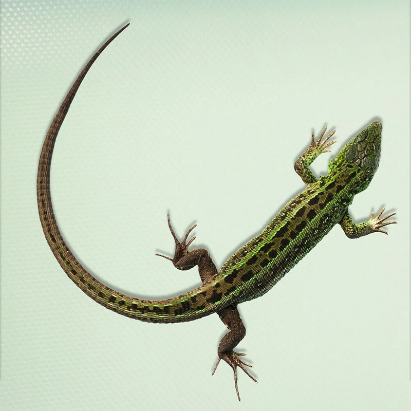 Reptile Carpet Terrarium Liner Gultas rāpuļu substrāta paklājiņš bārdainajam pūķa leopardam