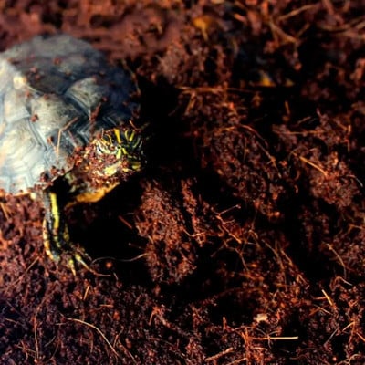 Живот на костенурка Субстрат Влакна Среда за отглеждане Градинарство Художествени принадлежности за аквариум