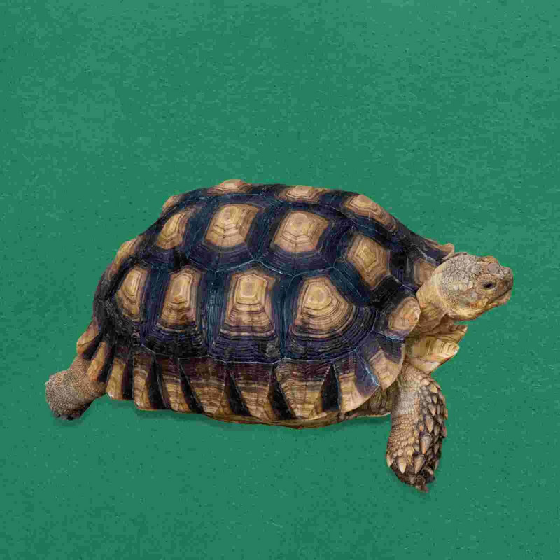 80 x40 cm rāpuļu siltā spilvena spilventiņi, augu sildīšanas paklāji, paklāji, leoparda apdrukas paliktņi