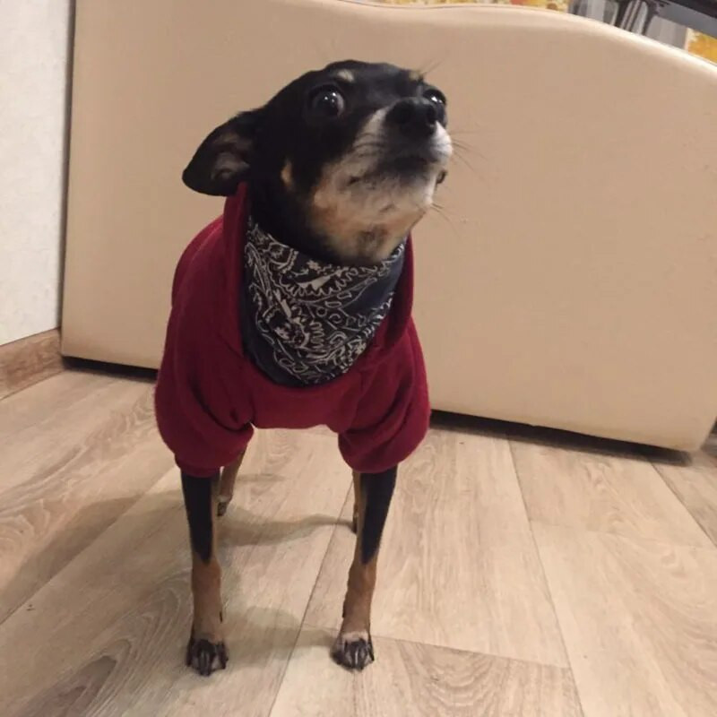 Sporta suņu pulovers Džemperis Mājdzīvnieku kucēnam Rudens un Ziemas Divkājains Kabatas Suņa Apģērbs Silts Flīsa Suņa kostīms