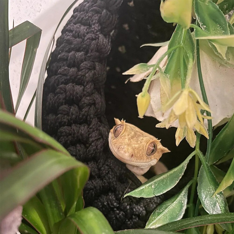 Šūpuļtīkls rāpuļu zvilnis ar āķi, ar rokām austs regulējams divslāņu šūpoles putnu ligzda papagaiļiem ķirzakas rāpuļu slēptuve