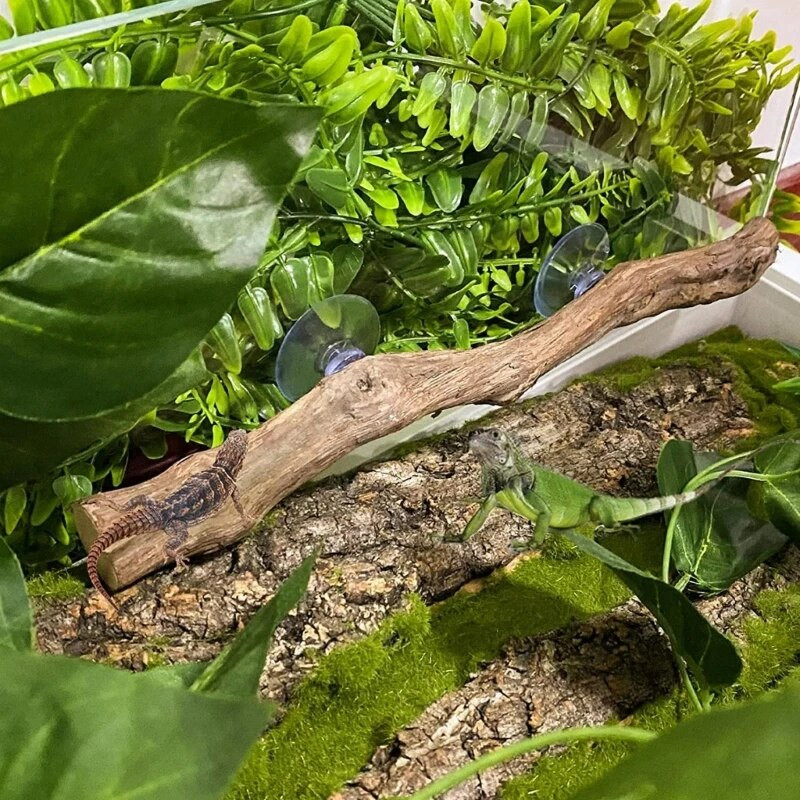 Kutna grana vinove loze s vakuumskim čašicama Riba za akvarij Uređeni ukras za bradatog zmaja Gekona