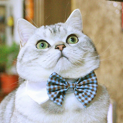 Leptir mašna za mačku Pas Leptir kragna Crna crvena Podesiva ogrlica za smoking za pse Vjenčanje za kućne ljubimce Svečano odijelo za smoking Rođendanski kostim