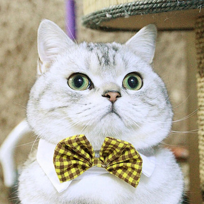 Leptir mašna za mačku Pas Leptir kragna Crna crvena Podesiva ogrlica za smoking za pse Vjenčanje za kućne ljubimce Svečano odijelo za smoking Rođendanski kostim