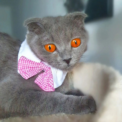 Leptir mašna za mačku Pas Leptir kragna Crna crvena Podesiva ogrlica za smoking za pse Vjenčanje za kućne ljubimce Svečano odijelo za smoking Rođendanski kostim