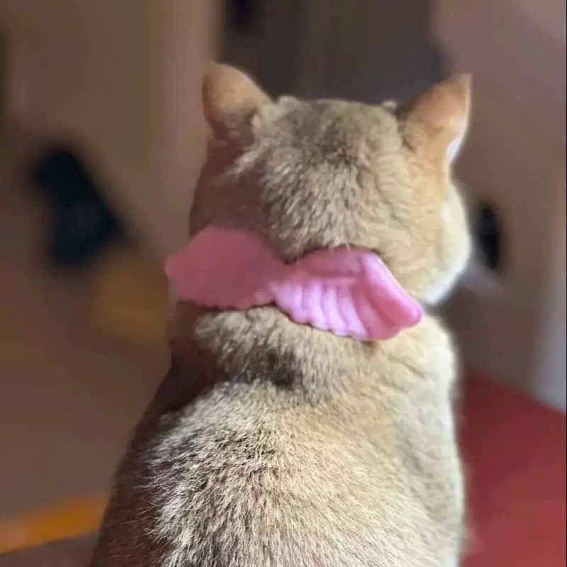 MPK Aripi de înger Guler pentru pisici Accesorii drăguțe pentru pisici într-o selecție de alb și roz 3 dimensiuni disponibile