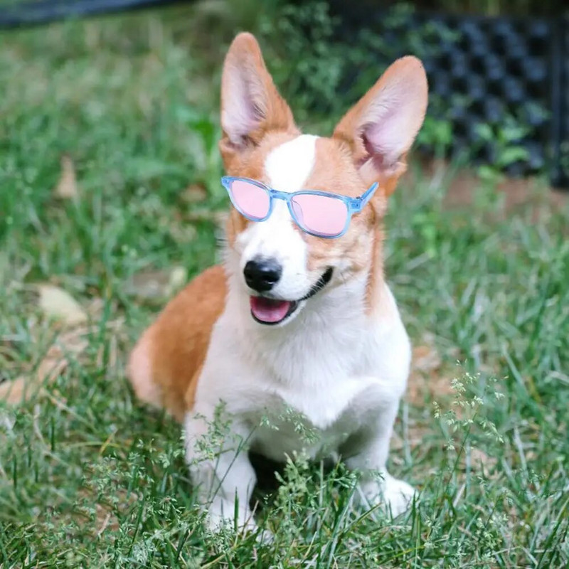 Kisállat UV-védő szemüvegek Divatos kisállatvédő szemüvegek Stílusos kisállat napszemüvegek könnyű macskaszemüvegek napszemüvegek fényképes kellékekhez