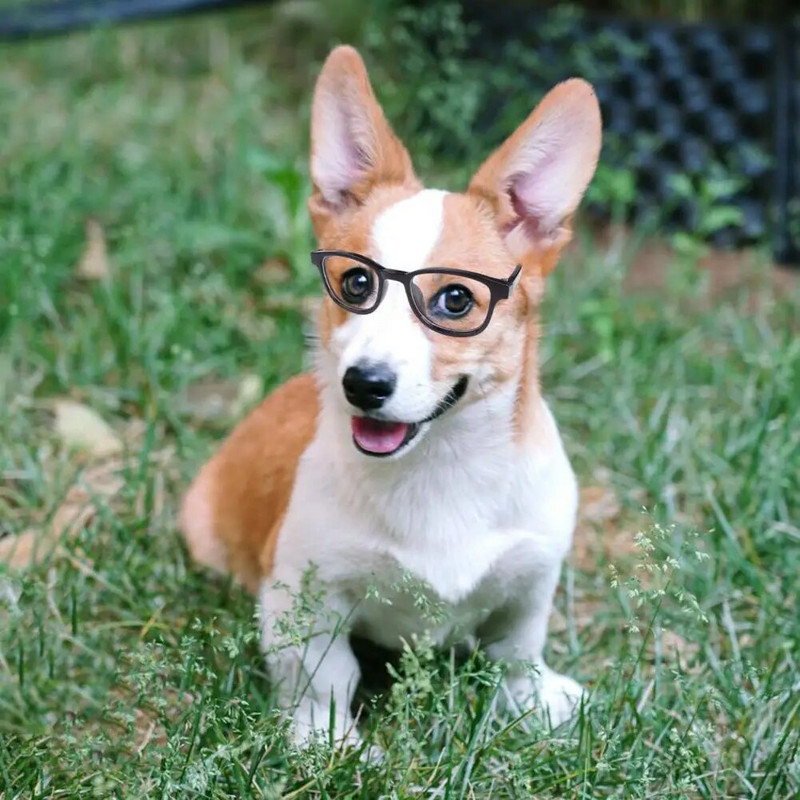 Kisállat UV-védő szemüvegek Divatos kisállatvédő szemüvegek Stílusos kisállat napszemüvegek könnyű macskaszemüvegek napszemüvegek fényképes kellékekhez