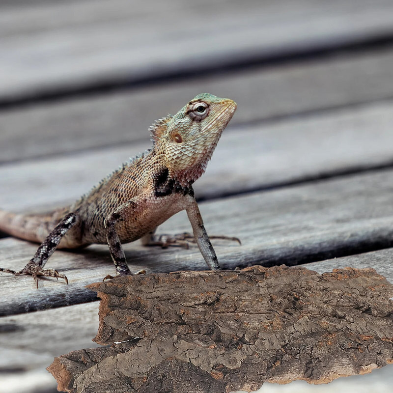 Roplių laipiojimo platforma kamštienos žievės barzdos vėžlys kepimo platforma akrilo medžio dekoravimas terariumo žuvų bako dekoravimas