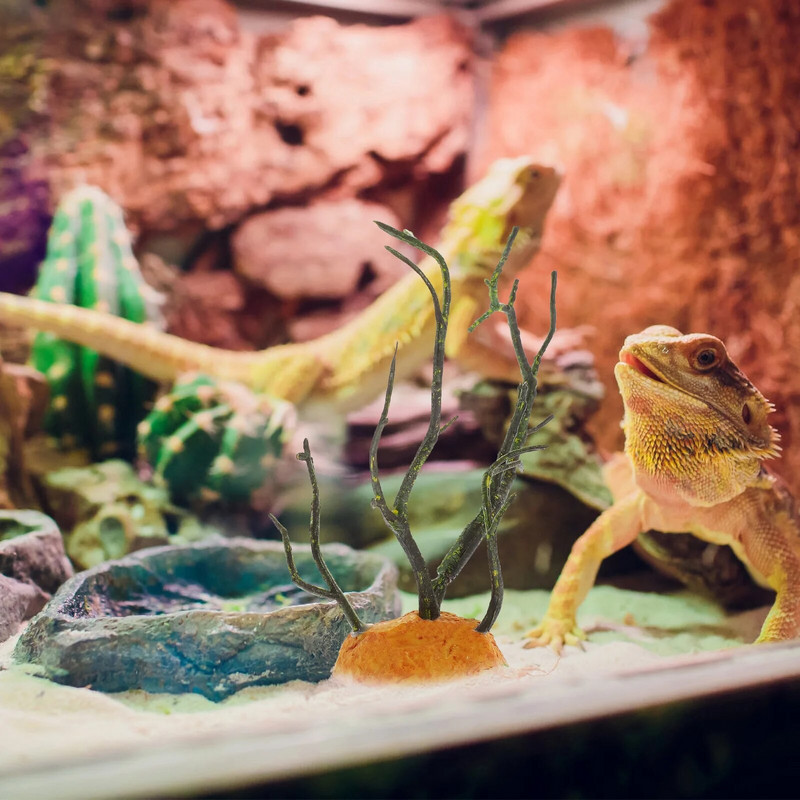 Hüllőtartály növények Halakvárium Kiegészítők Dekoráció Terrárium Hamis hüllők Gyík