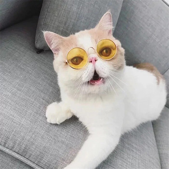 Кръгли котешки слънчеви очила, отражение, очила за носене на очи за малко куче, котка, красив домашен любимец, котка, очила, снимки на домашни любимци, реквизит, аксесоари