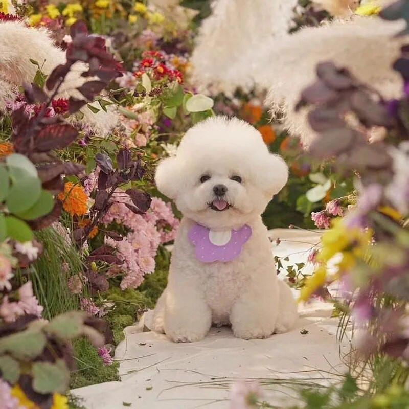 Cvijet Bib za kućne ljubimce Slatki crtani Pčela Mačka Slina Ručnik Pas Šal Štene Psi Mačke Dodaci