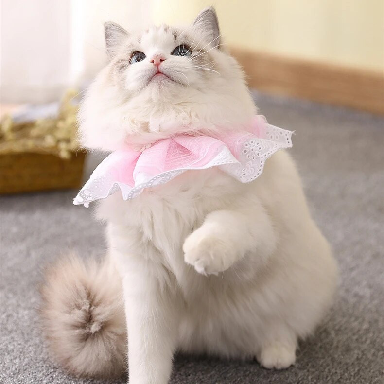 Κολιέ γάτας Κασκόλ κολιέ για κατοικίδια Σκύλος Λουλούδι Σαλιάρα Δαντέλα Λουλούδι με κουδούνια Ρυθμιζόμενη γάτα Αξεσουάρ γάμου σε στυλ Princess