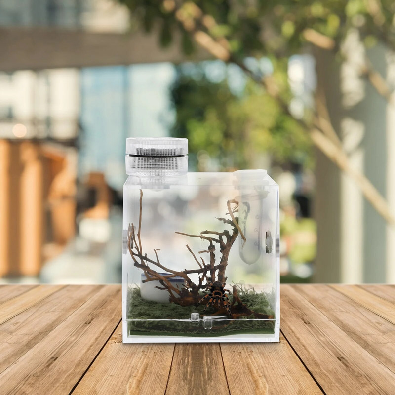 Terariumo šokinėjimo vorų veisimo dėžutė Mažas skaidrus konteineris roplių akrilo namas