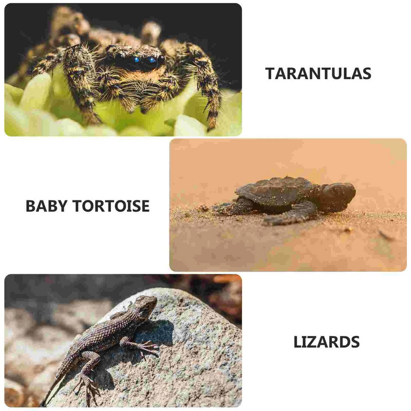 Mali pauk, farma guštera, insekata, prozračni terarij, prozirna kutija za uzgoj gmazova, plastična sastavljena ekološka kutija, oprema za kućne ljubimce