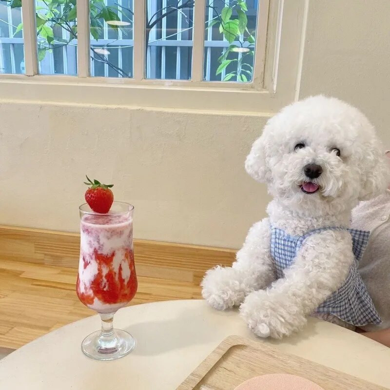 Μόδας σκύλος καρό φόρεμα φιόγκος για κουτάβι Πριγκίπισσα φούστα Καλοκαιρινό φόρεμα γάτας Μαλακό ένδυμα κατοικίδιο ζώο γατάκι Τσιουάουα Ρούχα σκύλου Φούστα για κατοικίδια