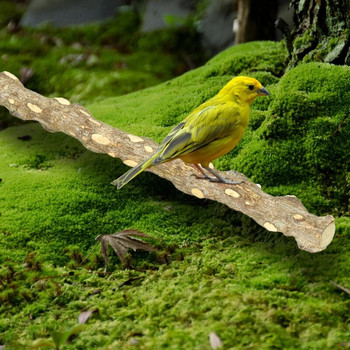Φυσικός παπαγάλος Πέρκα Πουλί Βάση Δέντρου Ραβδί Παξιμάδι Πιρούνι λείανσης Παπαγάλος Αναρρίχηση Πουλί Όρθια Κλαδιά Παιχνίδια Αξεσουάρ κλουβιών πουλιών